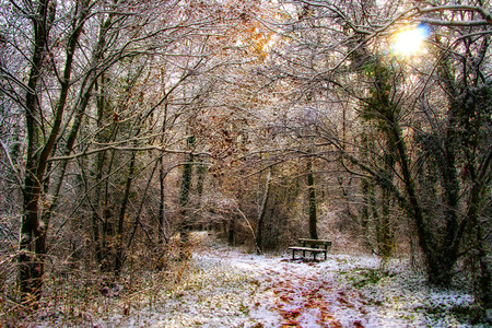 Free Unit Study Resources for Chronicles of Narnia